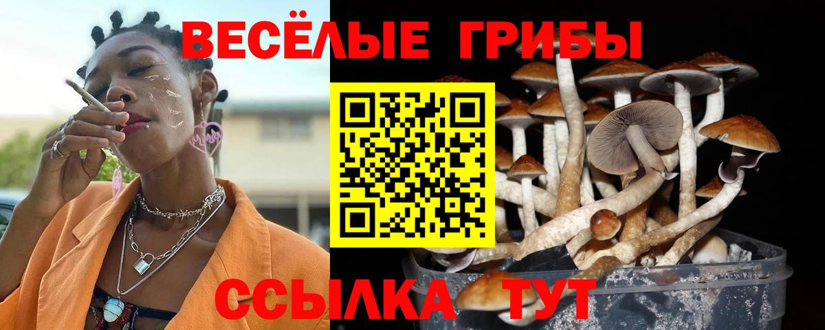 Псилоцибиновые грибы Psilocybe Алексин